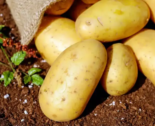 Potatoes for frying in Casablanca – Klarabio