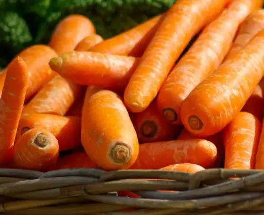 Carrots in Casablanca – Klarabio