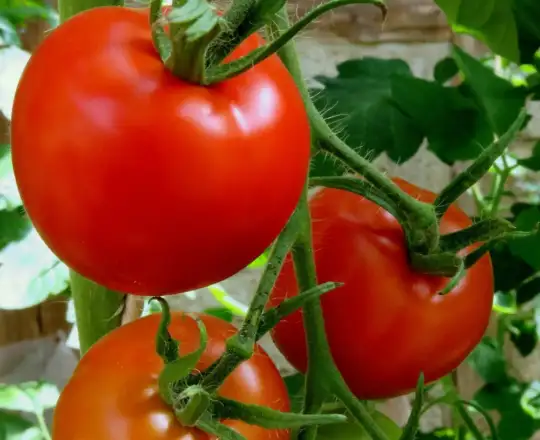 Natural tomatoes in Casablanca – Klarabio