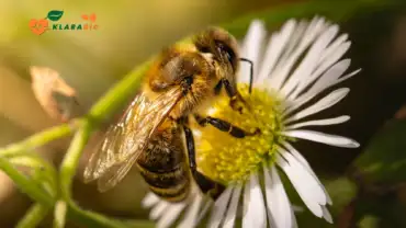 Organic Honey in Casablanca – Pure and Medicinal