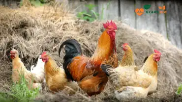 Farm Chicken in Casablanca – Naturally Raised by Klarabio