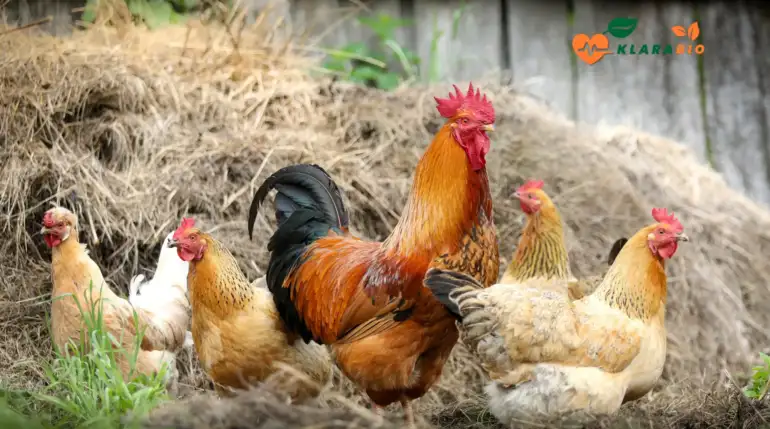 Farm Chicken in Casablanca – Naturally Raised by Klarabio