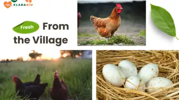 Organic Eggs in Casablanca – Why They’re Healthier