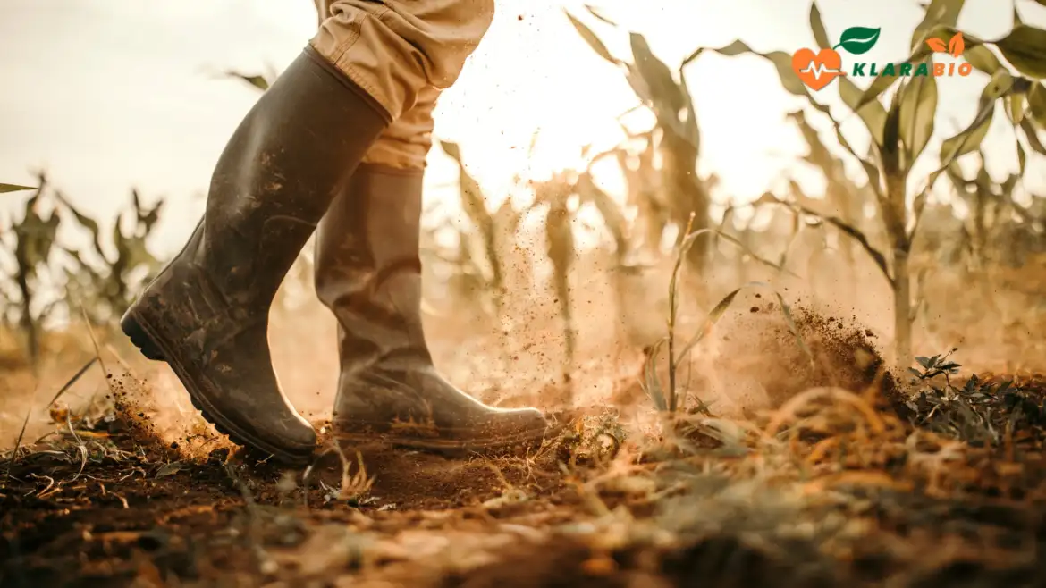 How Klarabio Supports Small Farmers in Morocco