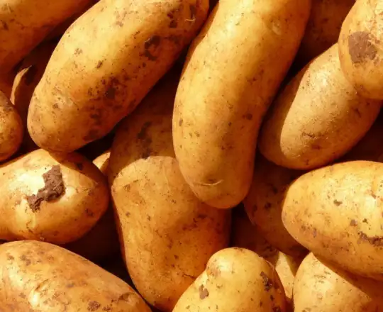 Potatoes for stews in Casablanca – Klarabio